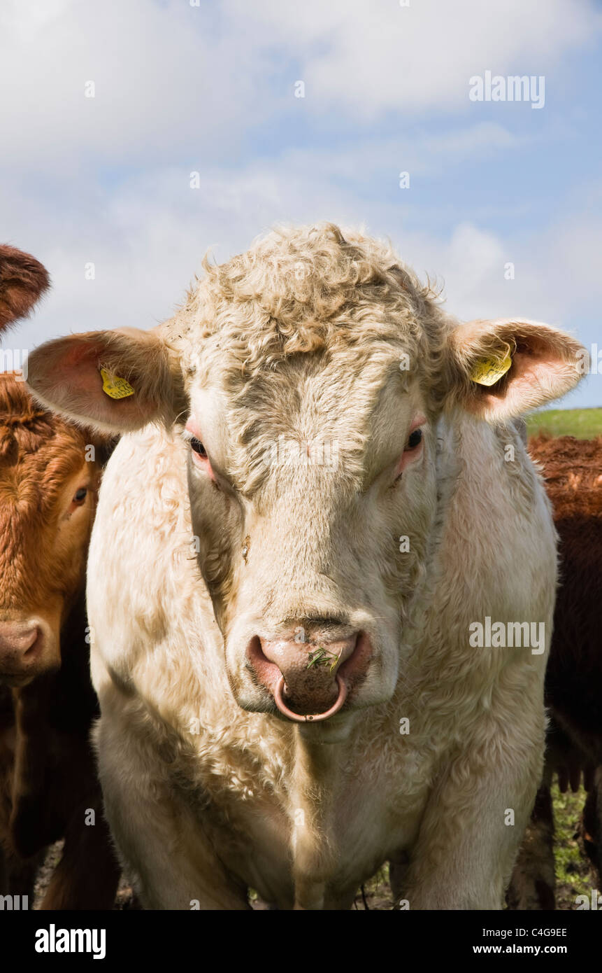 Bull con un anello attraverso di esso il naso. La Scozia, Regno Unito, Gran Bretagna, Europa. Foto Stock