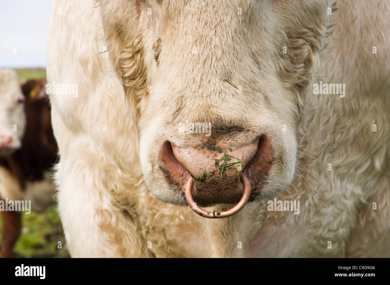 Close-up di un toro con un anello attraverso di esso il naso. La Scozia, Regno Unito, Gran Bretagna, Europa. Foto Stock