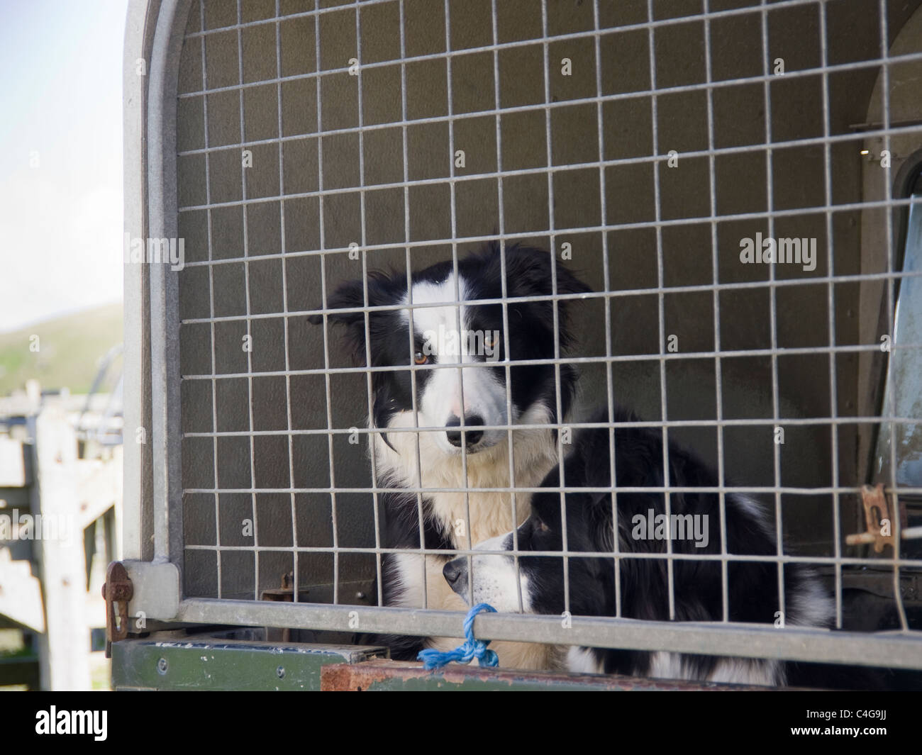 Regno Unito, Gran Bretagna. Due Border Collie cani guardando fuori della parte posteriore di un veicolo Foto Stock