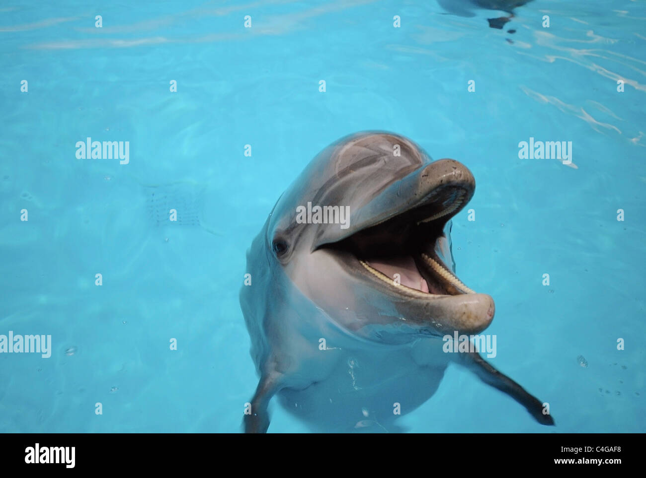 Bottlenosed dolphin - Ritratto / Tursiops truncatus Foto Stock