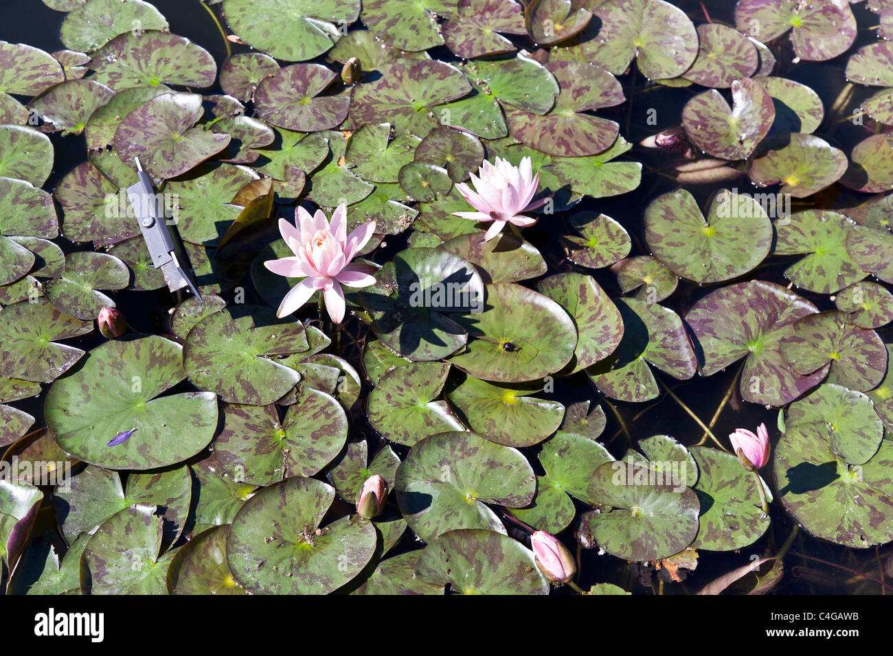 Di un bel colore rosa ninfee lily fiori & profusione di acqua ninfee nel sole a Brooklyn Botanic Garden Brooklyn New York Foto Stock