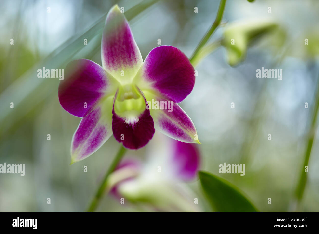 Un orchidea, Delta del Mekong, Vietnam Foto Stock