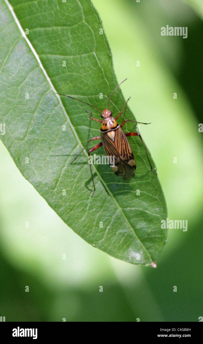 Rovere rigato Bug, Calocoris quadripunctatus, Miridae, Miroidea, Cimicomorpha, Heteroptera, Hemiptera. Aka striatellus Rhabdomiris Foto Stock