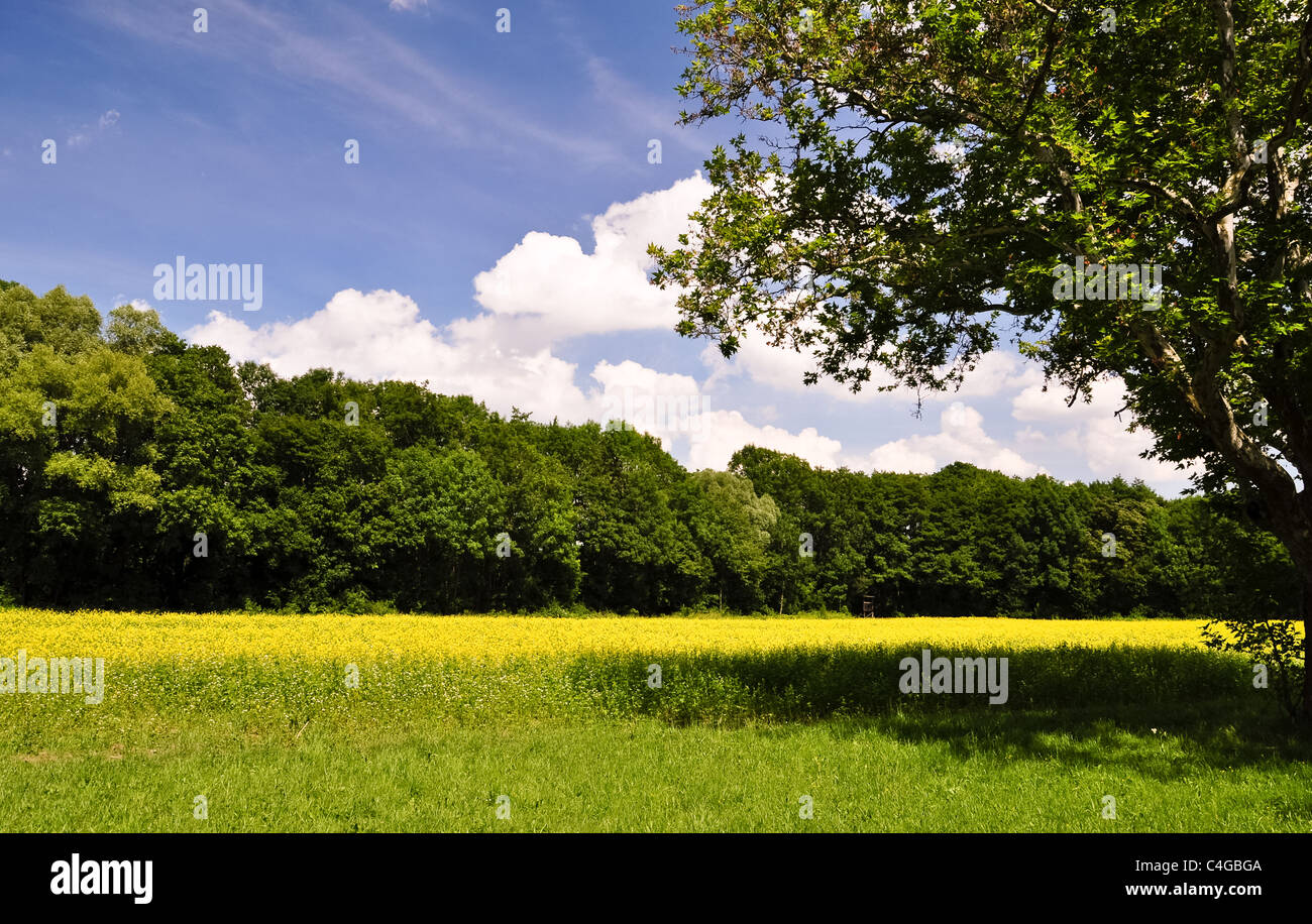 Giallo brillante campo di colza sotto un cielo blu Foto Stock