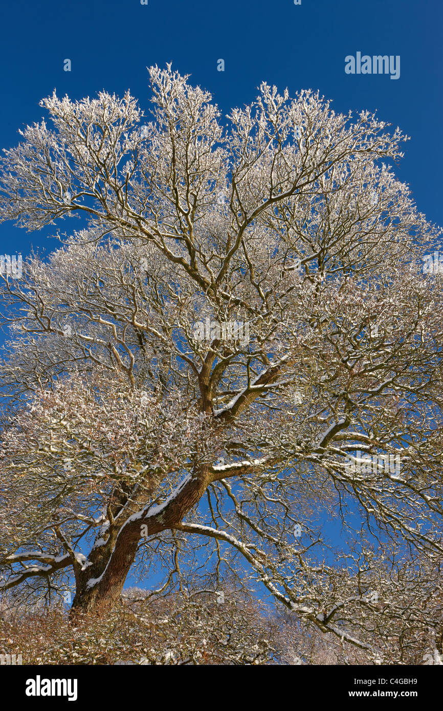 Il gelo e la neve su alberi nr Milborne Port, Somerset, Inghilterra Foto Stock