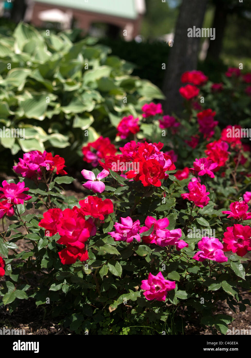 Bella rosa rossa bush che fiorisce in un giardino formale presso la George George Park. Foto Stock