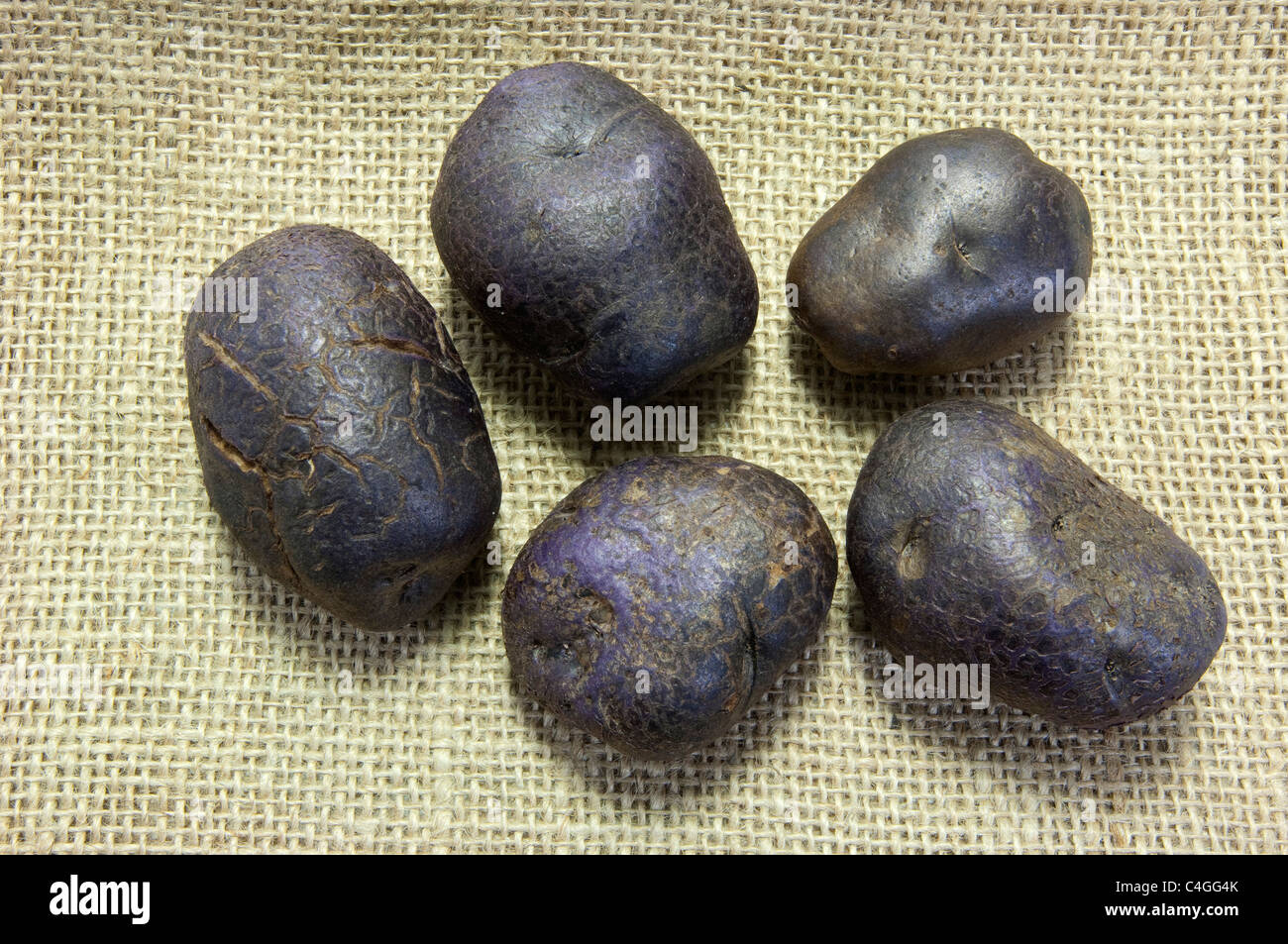 Patata (solanum tuberosum Blu Congo). Gruppo di patate su hessian. Foto Stock