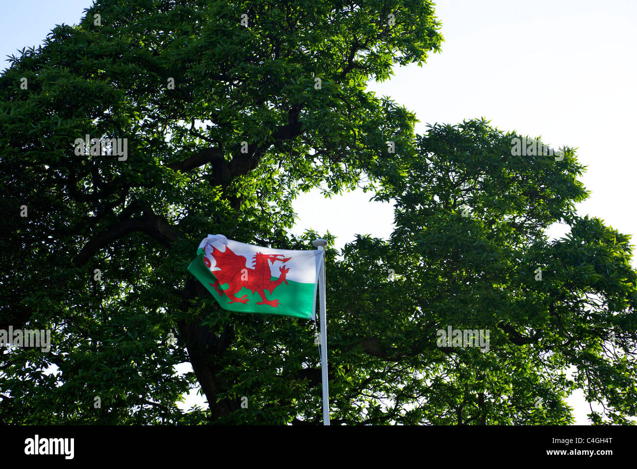 Bandiera nazionale del Galles contro albero nel castello di Cardiff Foto Stock