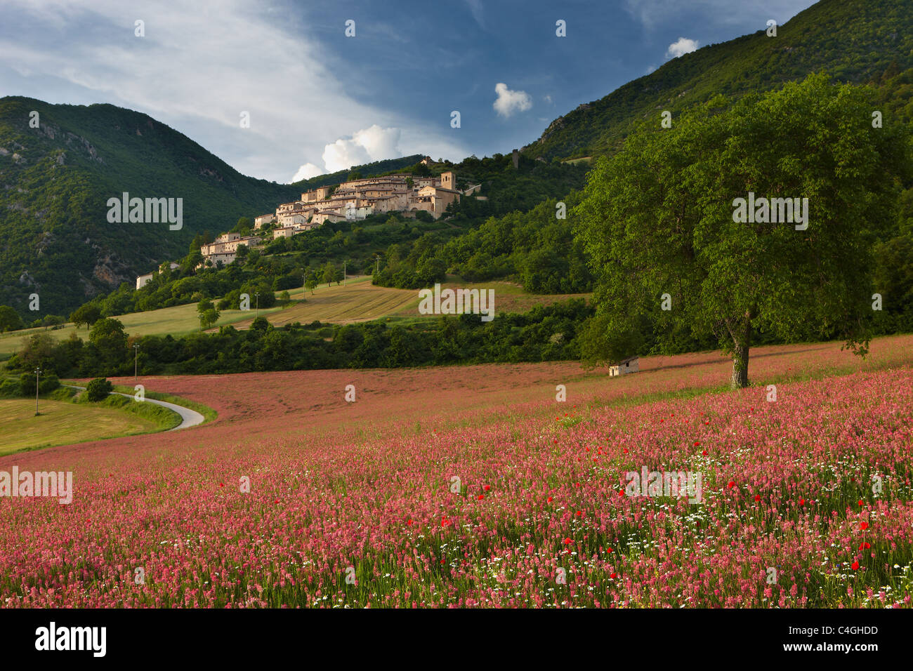 Un campo di lupinella sotto il villaggio di Campi Vechio, la Valnerina, Parco Nazionale dei Monti Sibillini, Umbria, Italia Foto Stock