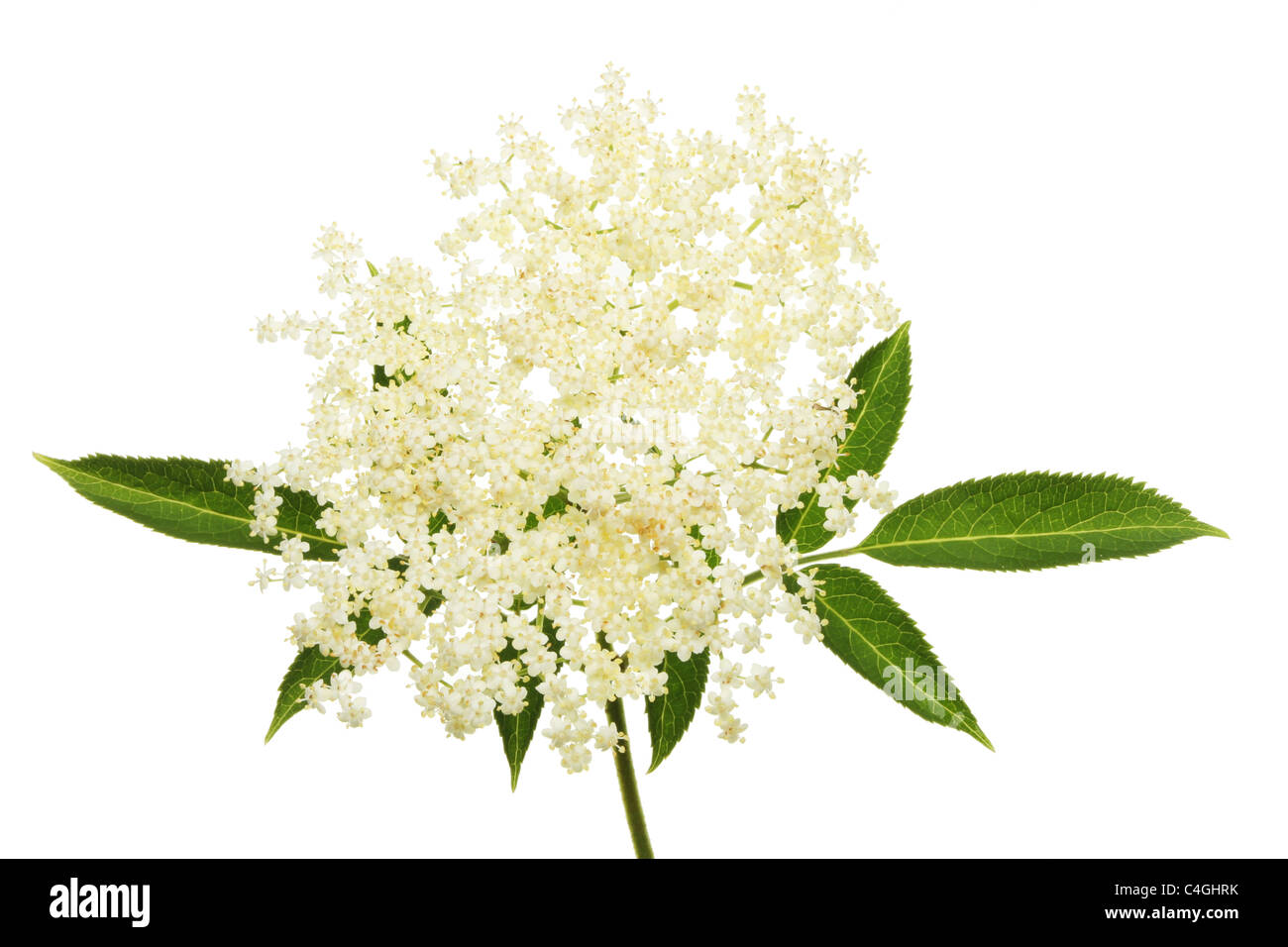 Il sambuco e lascia isolata contro bianco Foto Stock