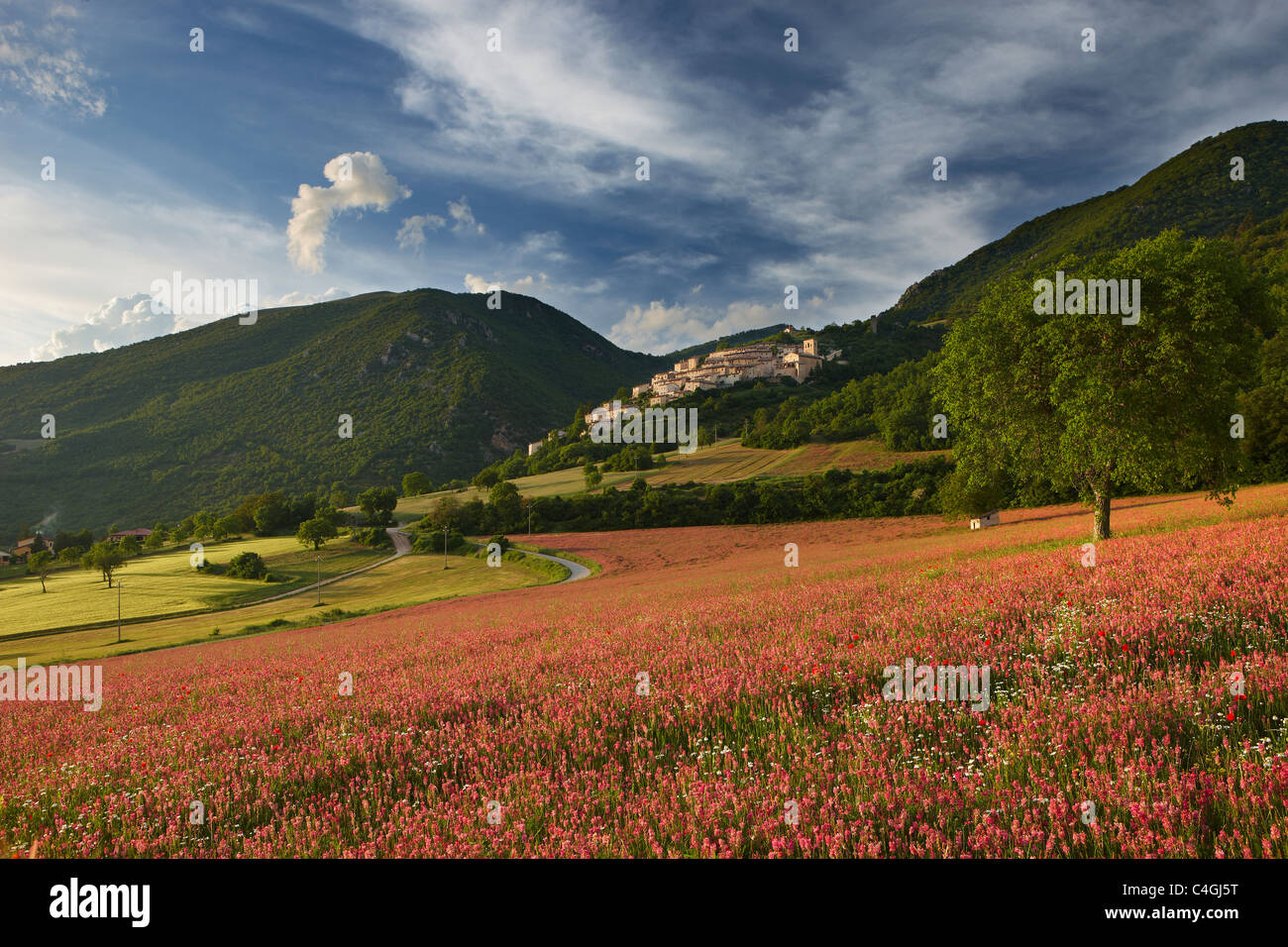 Un campo di lupinella sotto il villaggio di Campi Vechio, la Valnerina, Parco Nazionale dei Monti Sibillini, Umbria, Italia Foto Stock