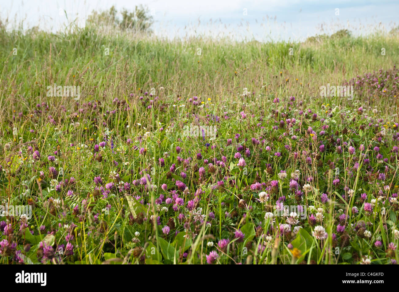 Un naturalizzato clover field / prato. Regno Unito Foto Stock