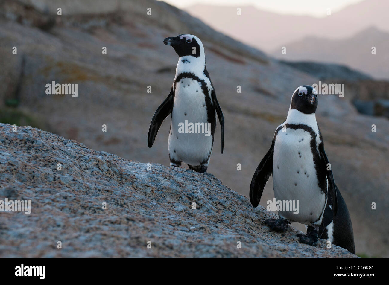 I pinguini Jackass (Speniscus demersus), Boulders Beach, Cape Town, Sud Africa. Foto Stock