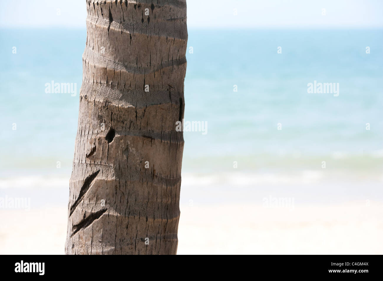 Palm tronco di albero sulla spiaggia Foto Stock