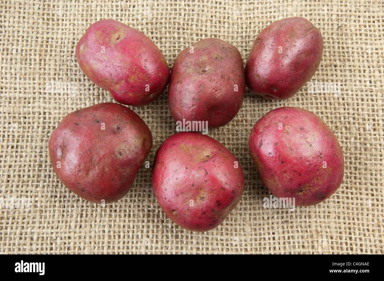 Patata (solanum tuberosum Red Duke of York). Tuberi su hessian. Foto Stock