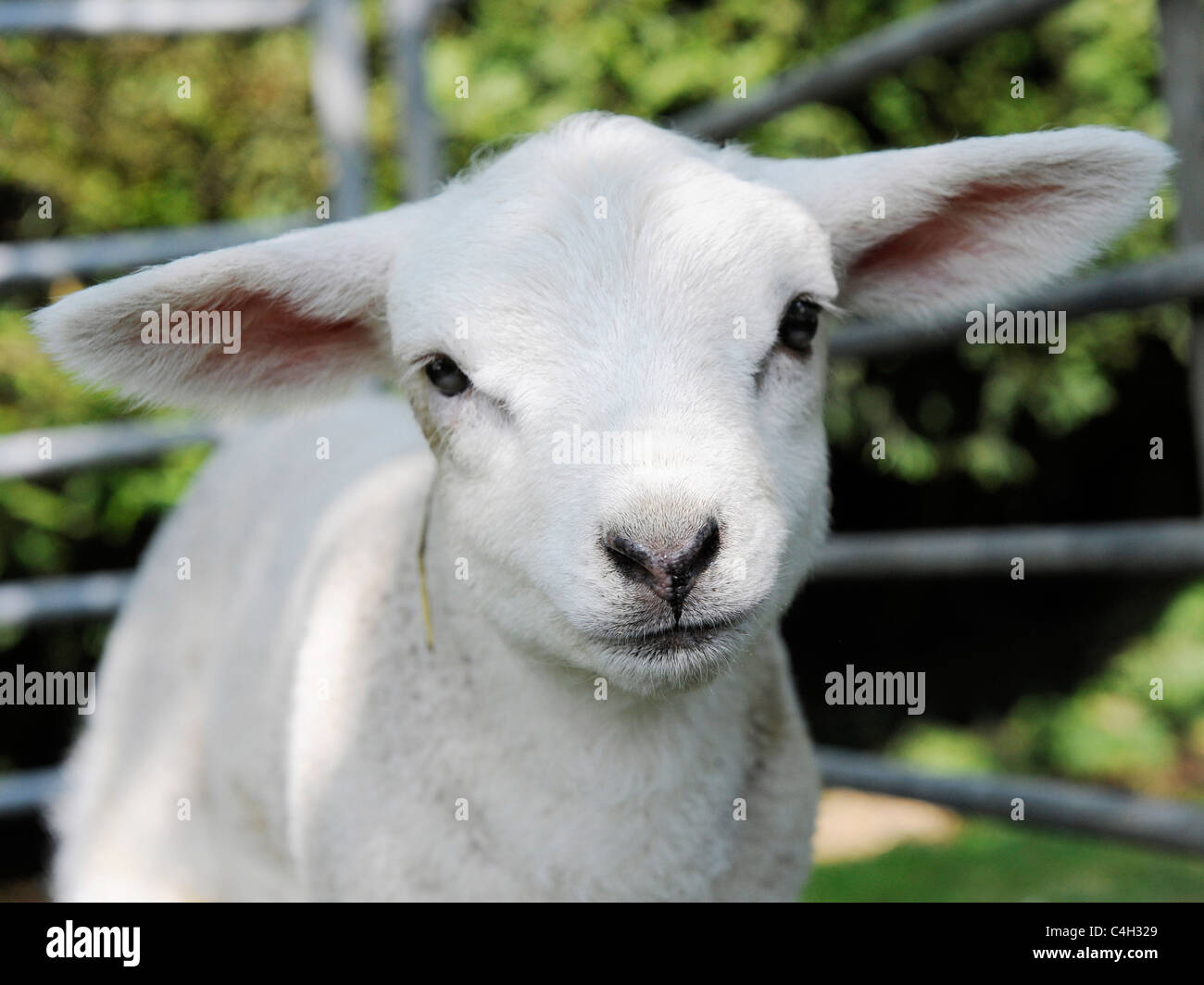 Carino poco bianco agnello. Foto Stock