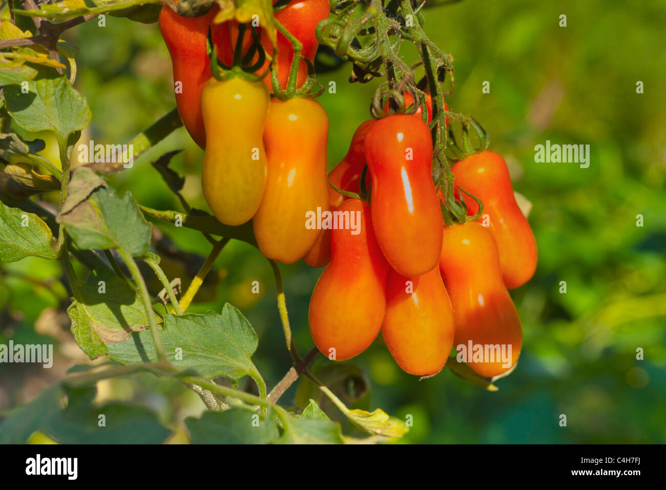 Rote Flaschentomaten haengen am Strauch | rosso i pomodorini appesi sulla boccola Foto Stock