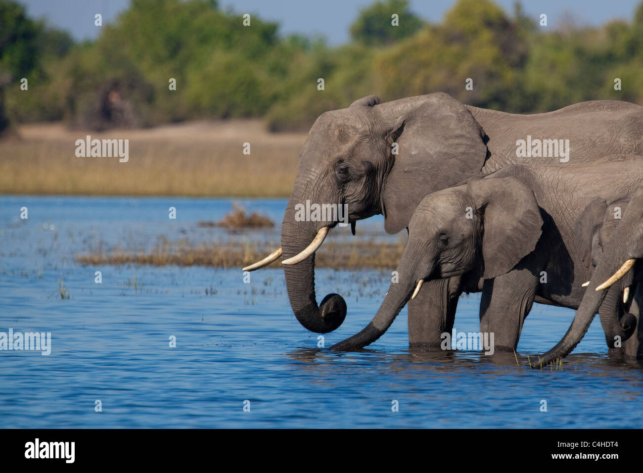 Elefante africano (Loxodonta africana) bere in Chobe National Park, Botswana Foto Stock