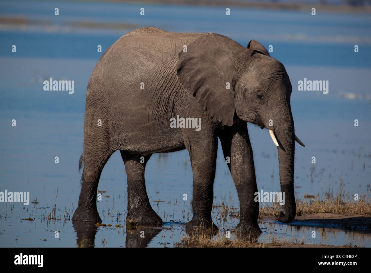Giovane Elefante africano (Loxodonta africana) in Chobe National Park, Botswana Foto Stock