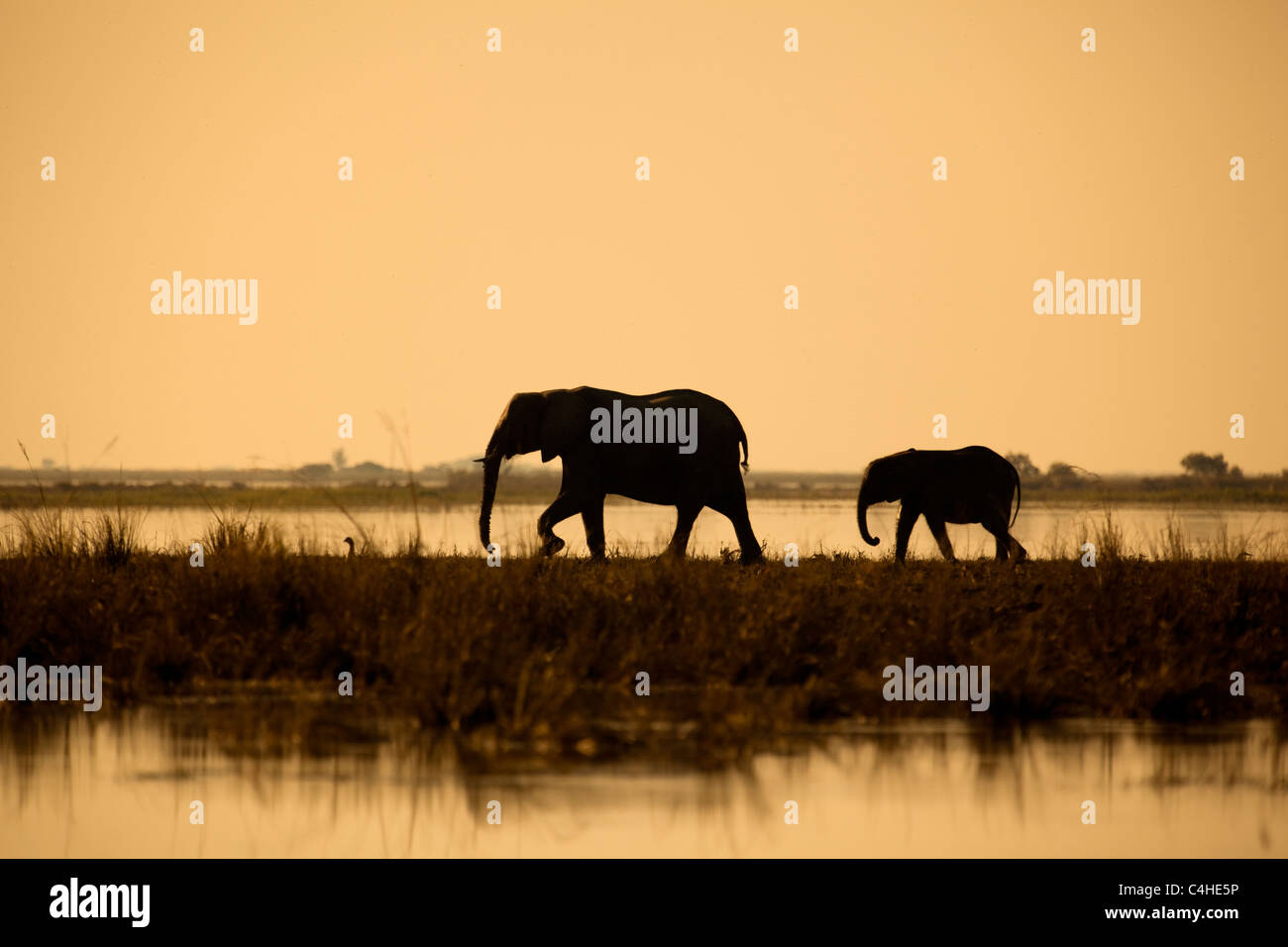 Madre e vitello Elefante africano (Loxodonta africana) al tramonto nel Parco Nazionale Chobe, Botswana Foto Stock