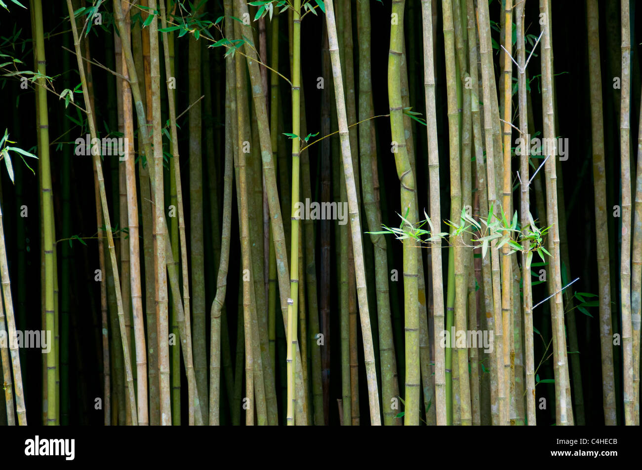 Gli alberi di bambù di Costa Rica Foto Stock