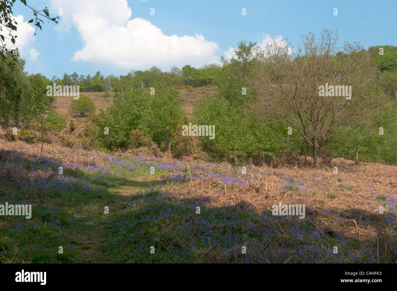 Comune Woolbeding vicino Redford, Sussex, Regno Unito. Aprile. Bluebells (Endimione non scriptus) Foto Stock