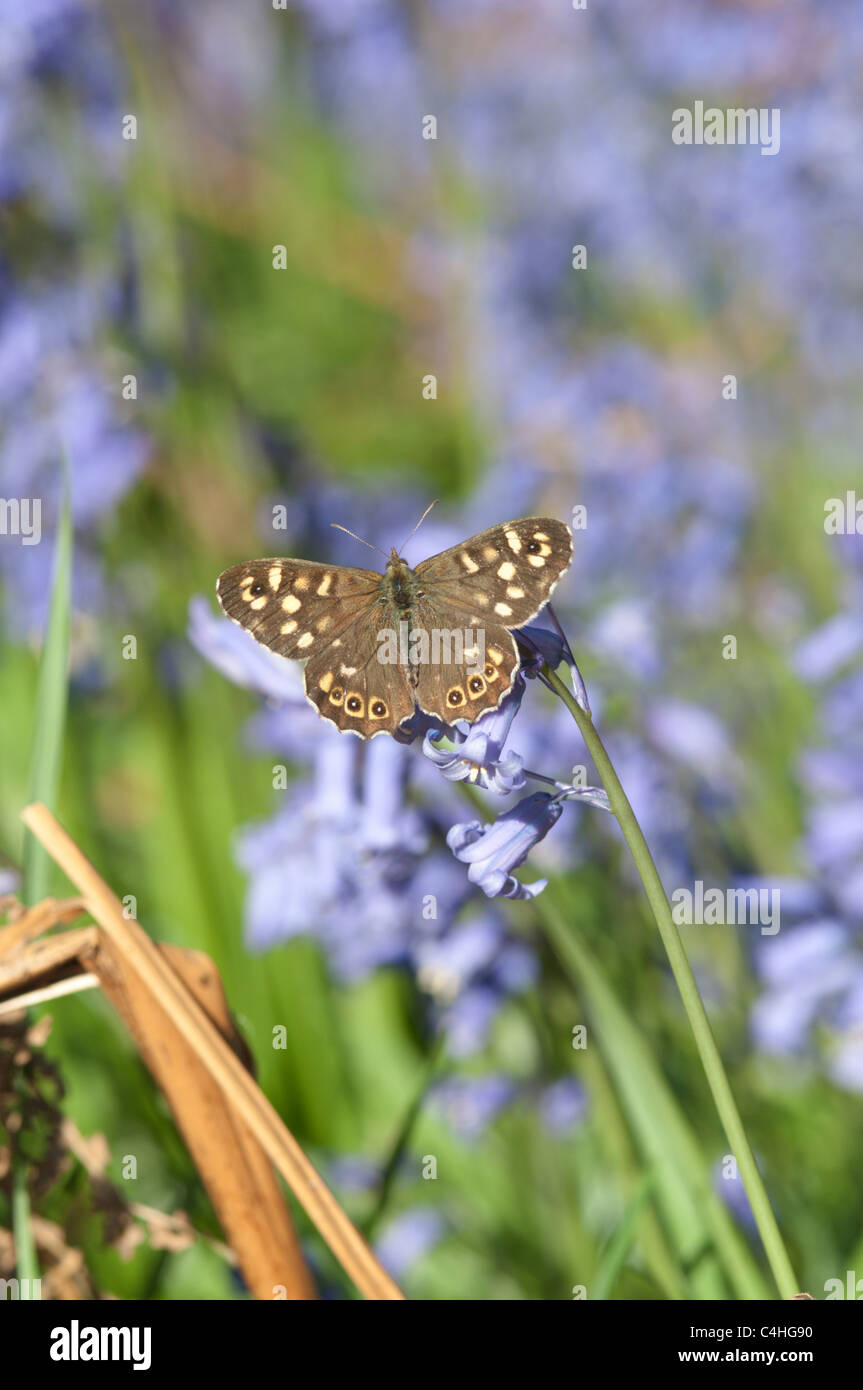 Chiazzato di legno (Pararge aegeria) su Bluebells (Endimione non scriptus) accanto al percorso superiore in legno Woolbeding. Midhurst, Sussex Foto Stock