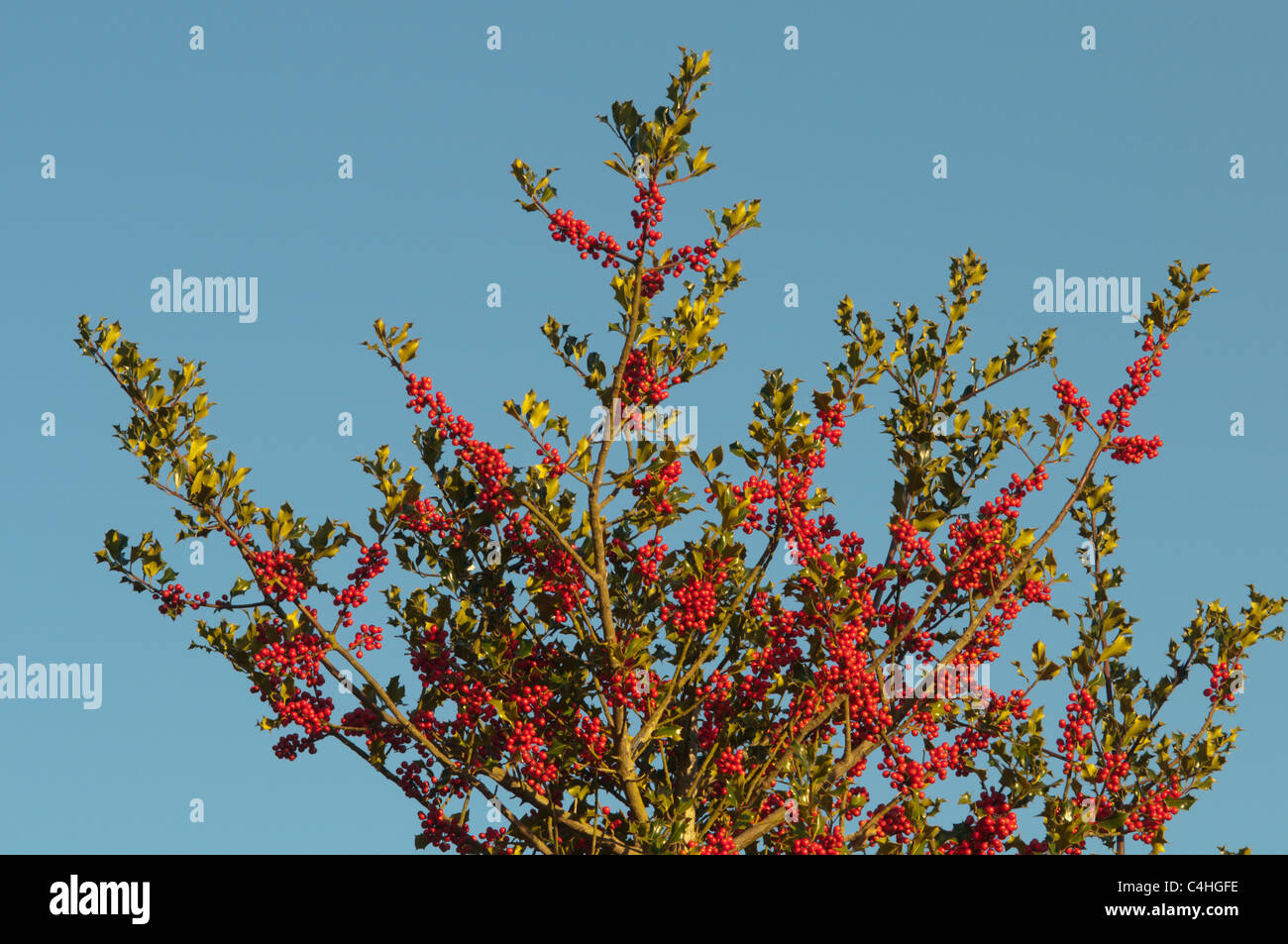 Bacche rosse crescono su holly tree Holly (Ilex aquifolium) Sussex. Regno Unito Ottobre Foto Stock