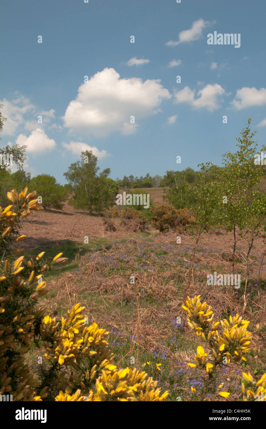 Comune Woolbeding vicino Redford, Sussex, Regno Unito. Aprile. Bluebells (Endimione non scriptus) e comuni gorse (Ulex Europaeus) Foto Stock