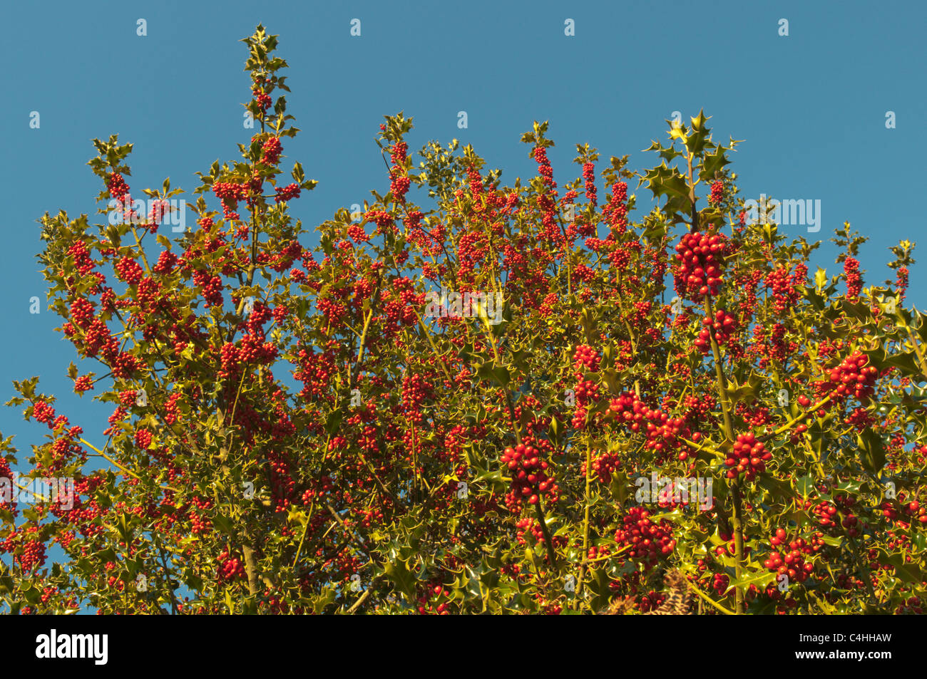 Bacche rosse crescono su holly tree Holly (Ilex aquifolium) Sussex. Regno Unito Ottobre Foto Stock