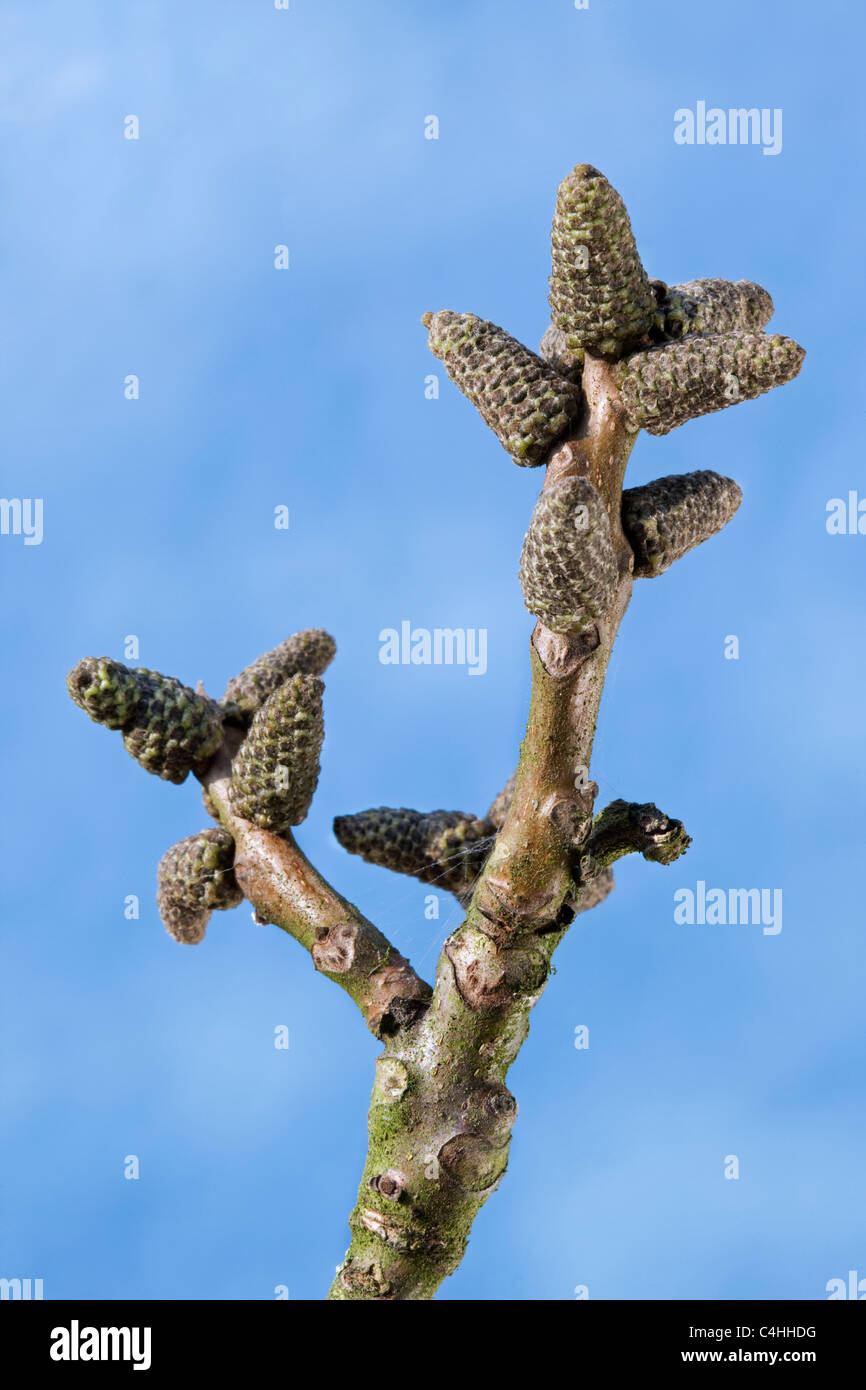 Amenti femmina del noce Persico / Inglese / noce comune albero di noce (Juglans regia) in primavera Foto Stock