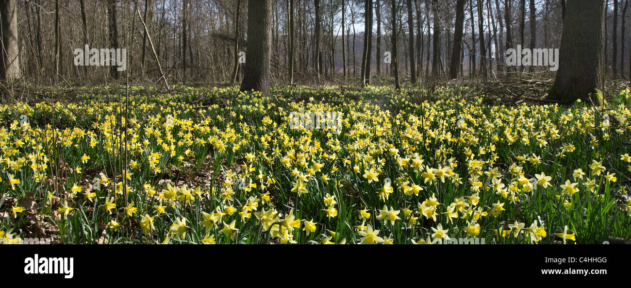 I narcisi selvatici / Quaresima lily (Narcissus pseudonarcissus) nella foresta Foto Stock