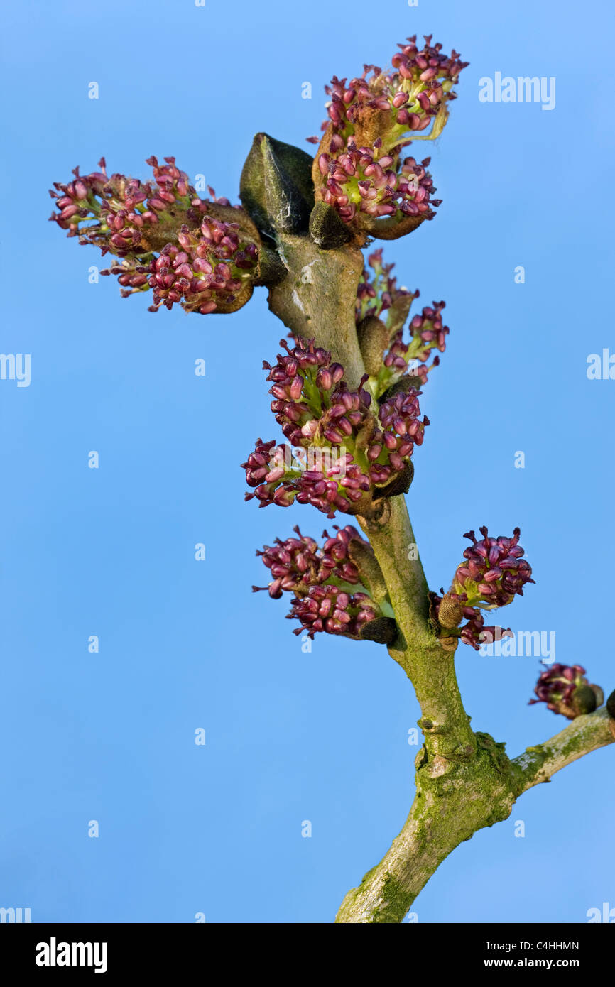 Frassino Europeo / cenere comune (Fraxinus excelsior) tree fioritura, Belgio Foto Stock