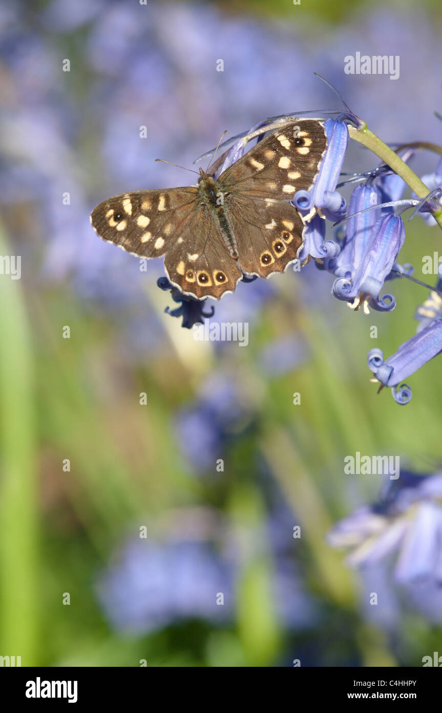 Chiazzato di legno (Pararge aegeria) su Bluebells (Endimione non scriptus) accanto al percorso superiore in legno Woolbeding. Midhurst, Sussex Foto Stock