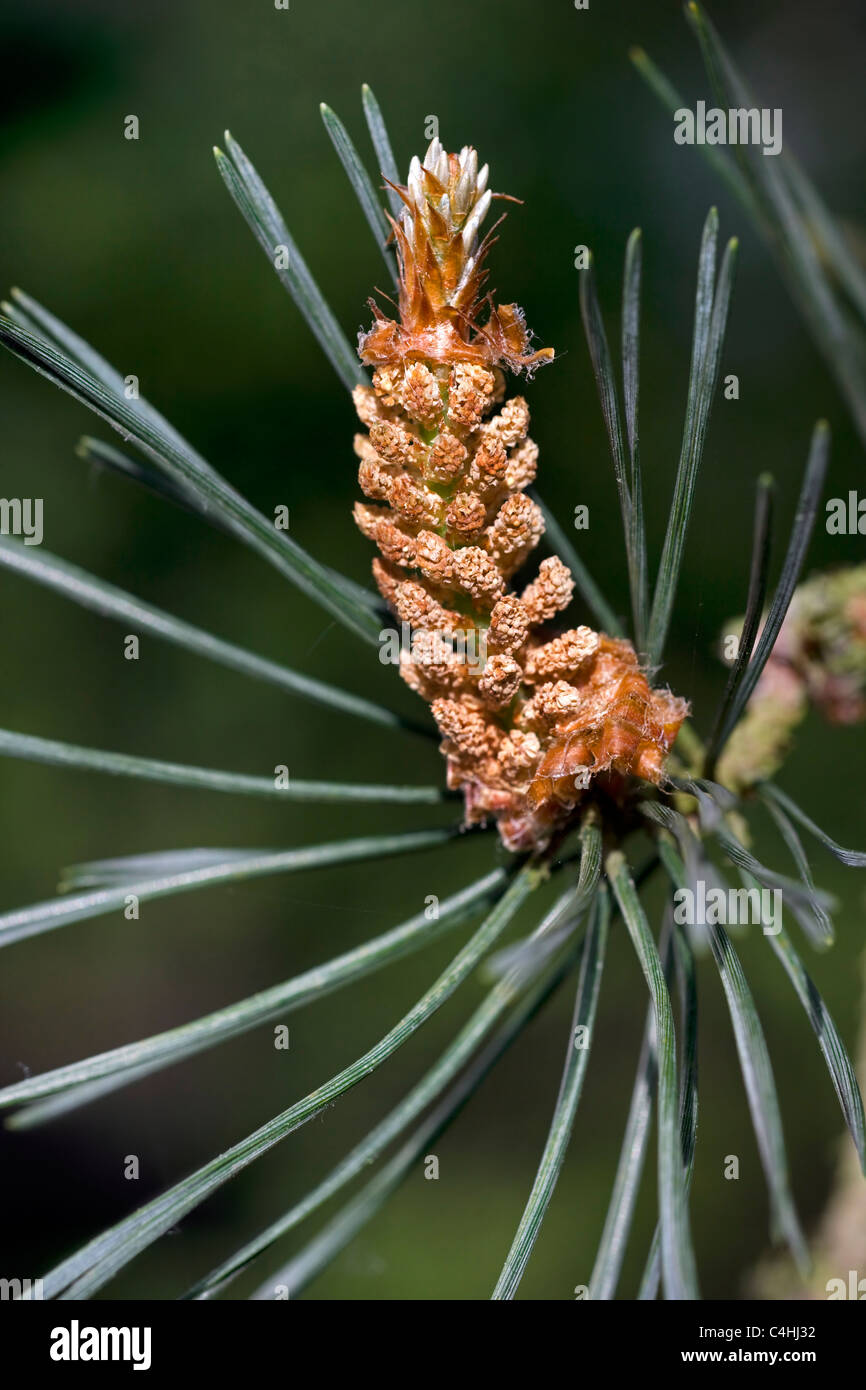 Di Pino silvestre (Pinus sylvestris), il polline maschile coni, Belgio Foto Stock