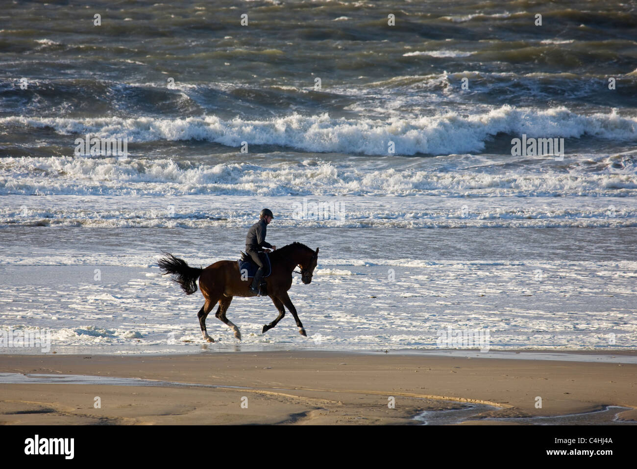 Cavaliere a cavallo (Equus caballus) sulla spiaggia sulla costa del Mare del Nord, Belgio Foto Stock
