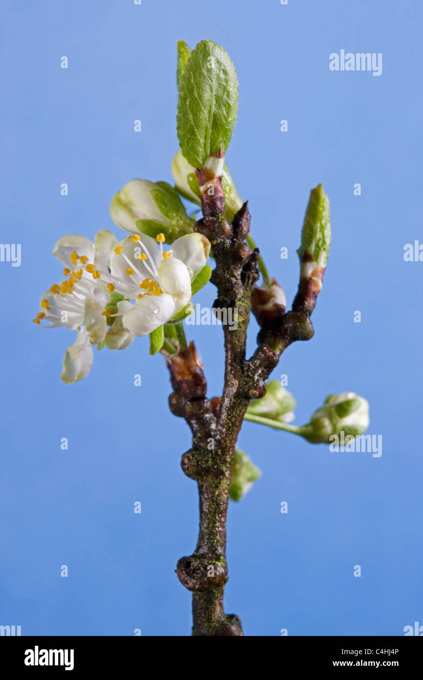 Albero di prugna (Prunus domestica) scoppio boccioli e fiori emergenti in primavera, Belgio Foto Stock