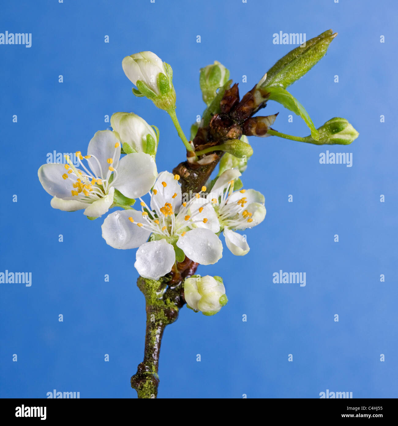 Albero di prugna (Prunus domestica) scoppio boccioli e fiori emergenti in primavera, Belgio Foto Stock