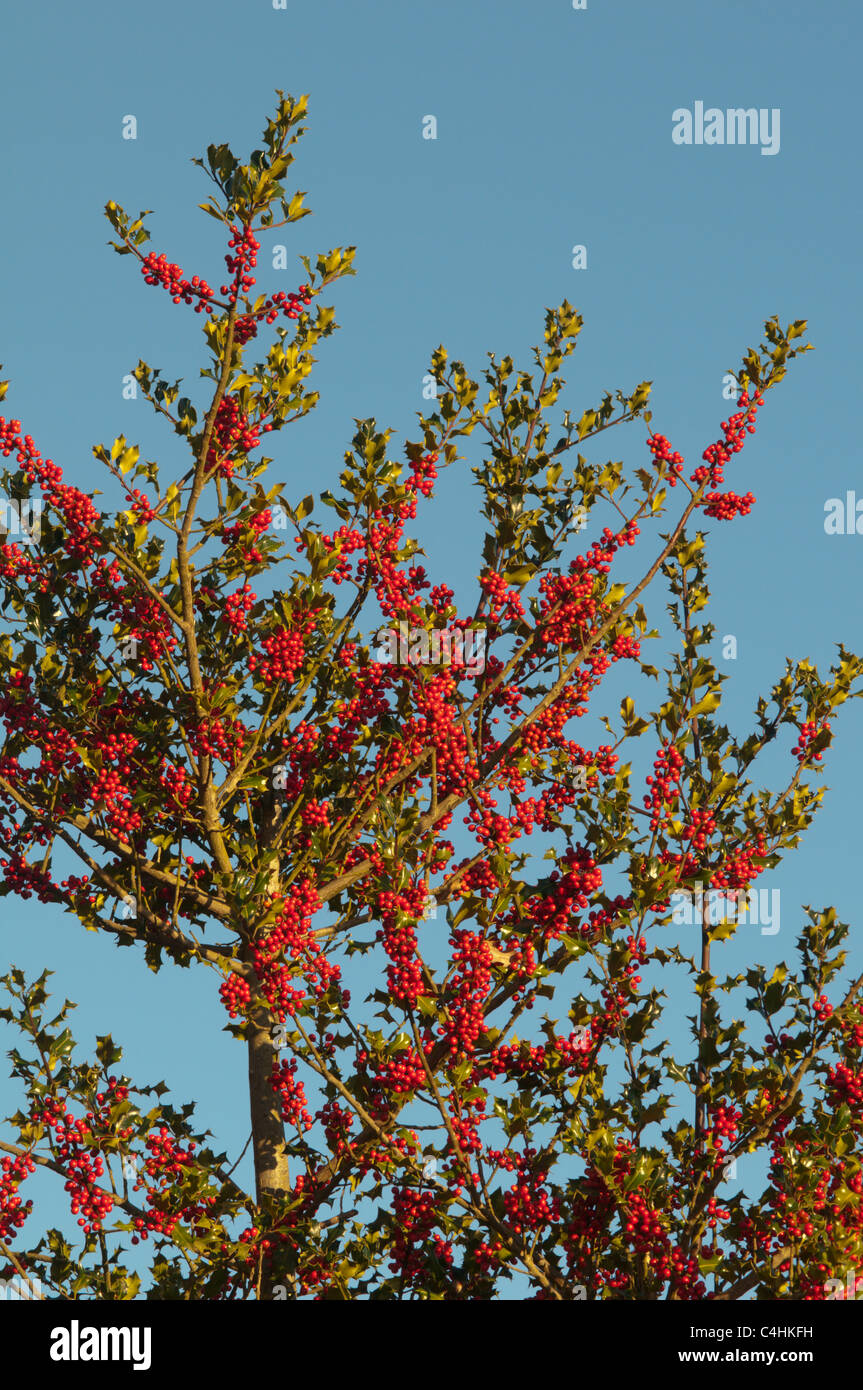Bacche rosse crescono su holly tree Holly (Ilex aquifolium) Sussex. Regno Unito Ottobre Foto Stock