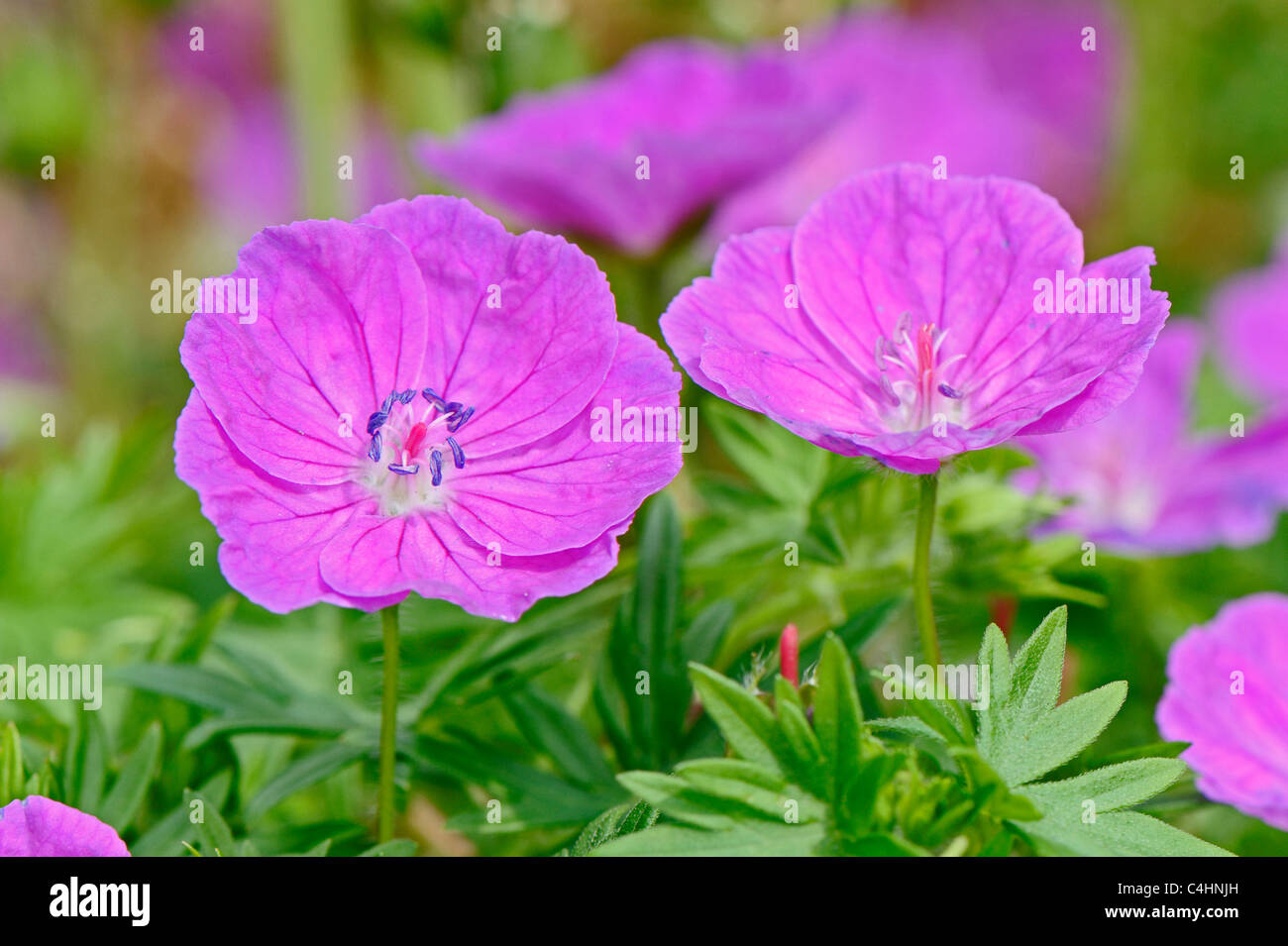 Piccola rosa geranio che sono comunemente noti come cranesbills Foto Stock