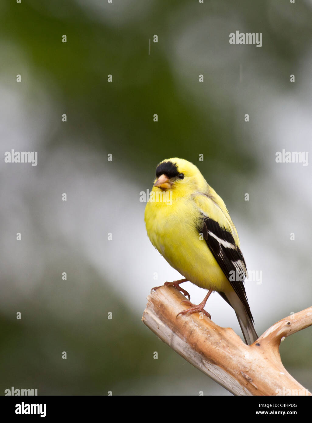 American cardellino, sul ramo in caso di pioggia. Foto Stock