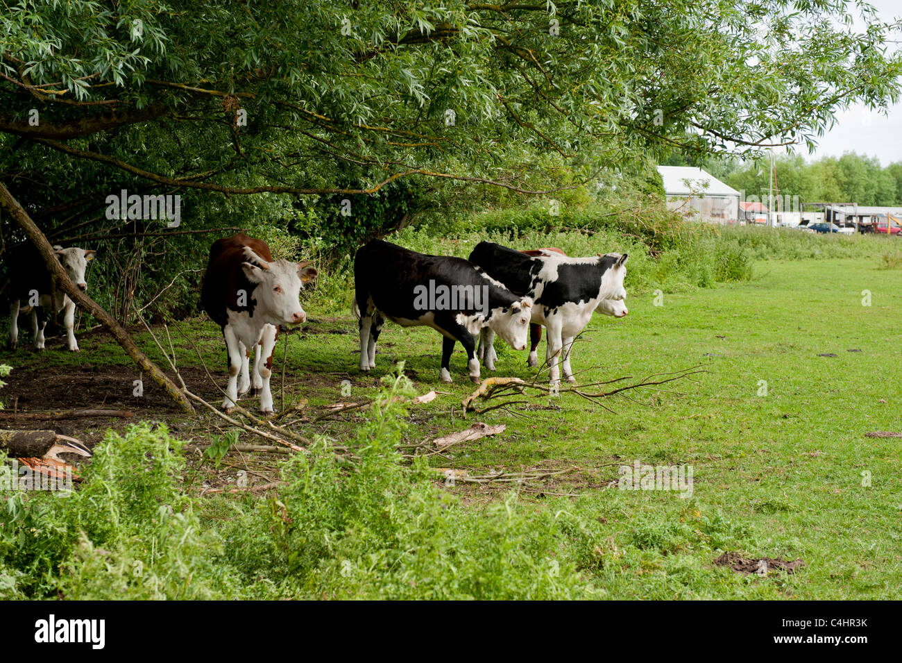 Giovenchi rifugiandosi sotto agli alberi UK vacche Foto Stock