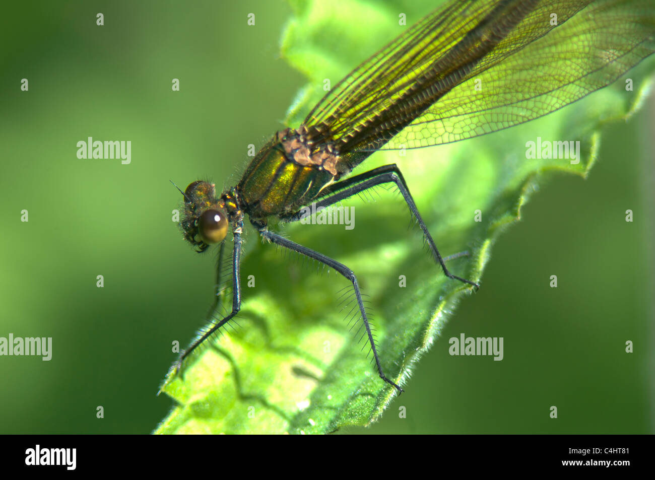 Damselfly Broad-Winged (Calopteryx splendens), Francia Foto Stock