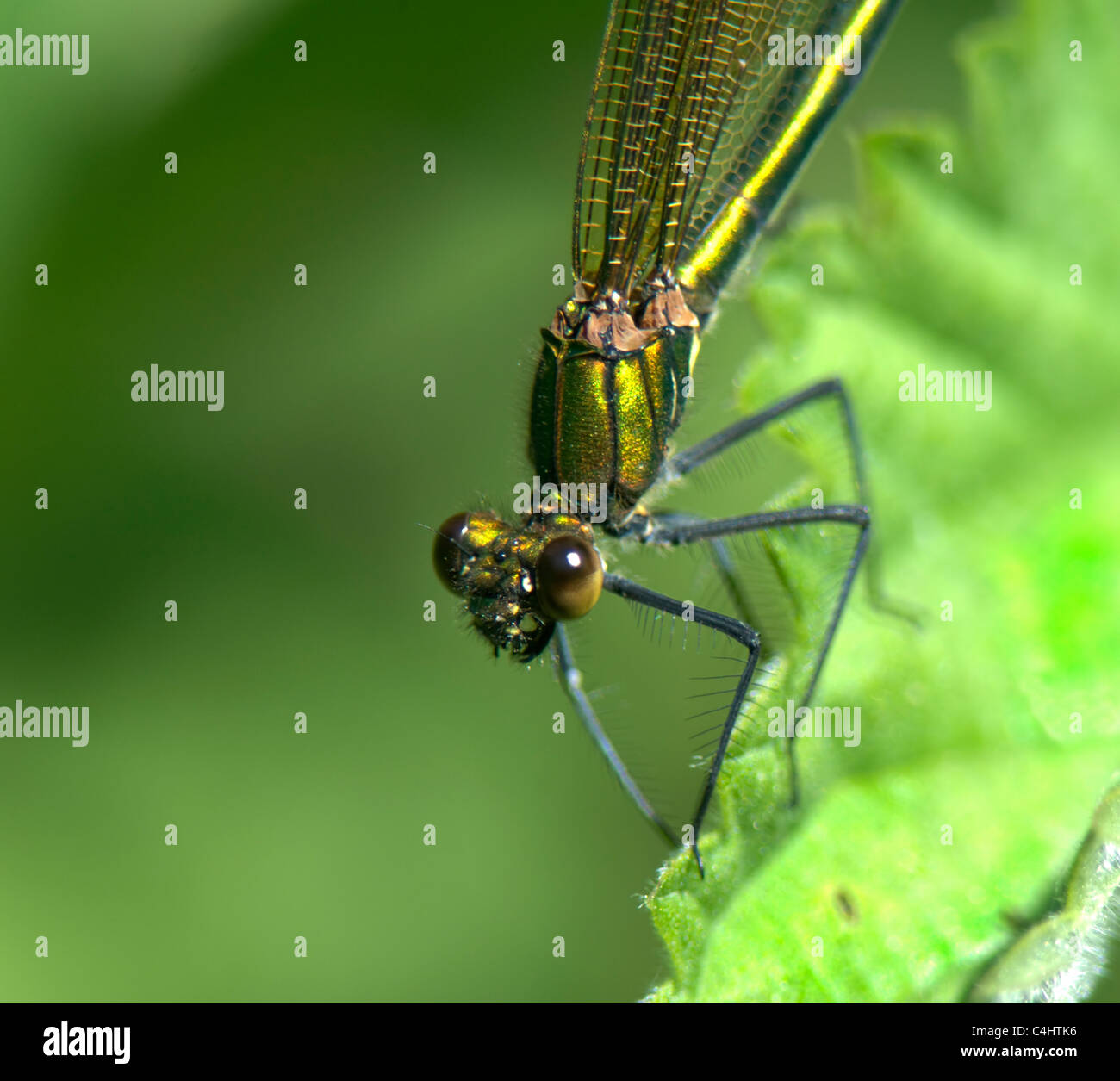 Damselfly Broad-Winged (Calopteryx splendens), Francia Foto Stock