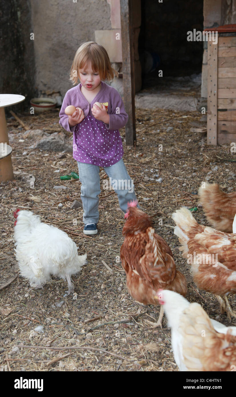 Il Toddler raccogliere uova di galline. Foto Stock