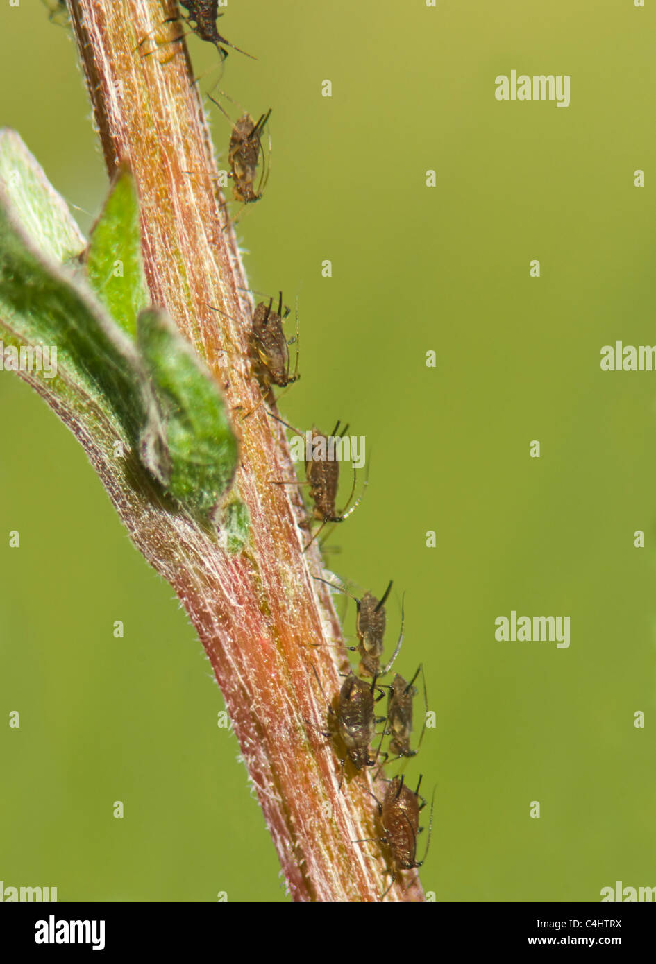 Ortica comune afidi (Microlophium carnosum), Francia Foto Stock