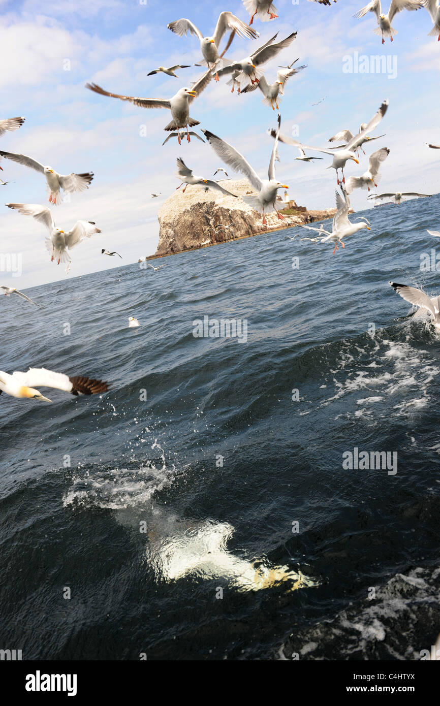 Chumming uccelli marini intorno al Bass Rock Foto Stock