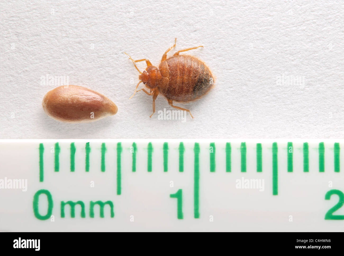 Baco comune del letto dell'adulto - Bedbug (lectularius del Cimex) confrontato ad un seme di Flax e ad un righello millimetro/ pollice che mostra la dimensione relazionale dell'insetto. Foto Stock