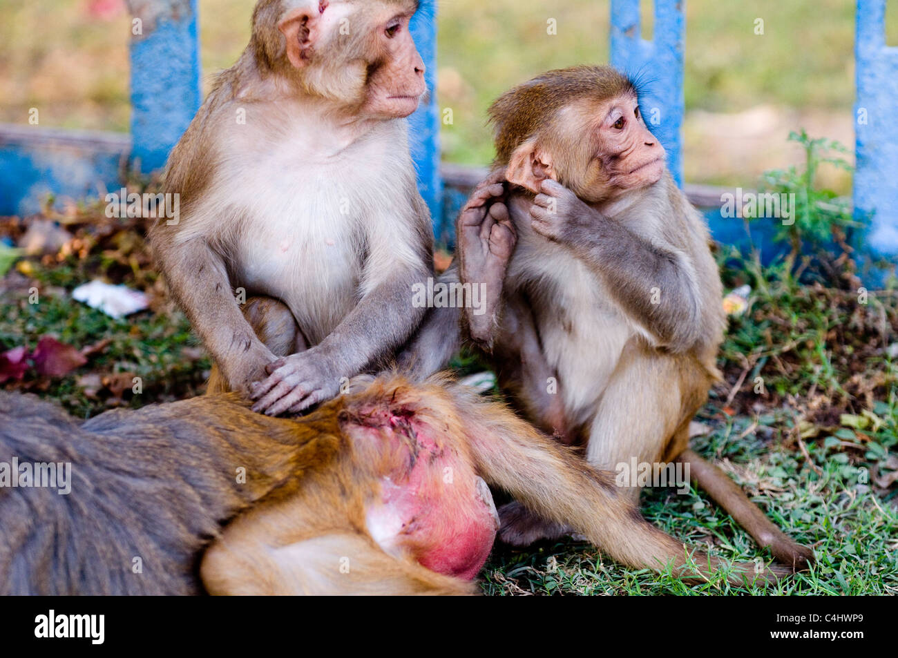 Carino Indian scimmie macaco in Ayodhya, India. Foto Stock