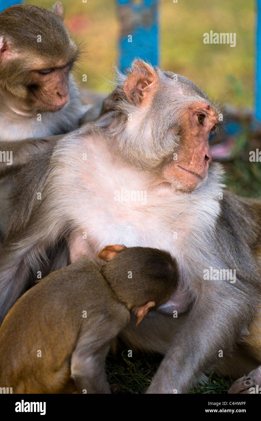 Carino Indian scimmie macaco in Ayodhya, India. Foto Stock